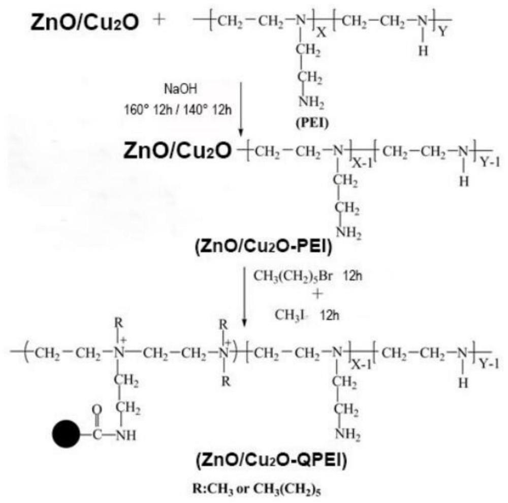 季铵化聚乙烯亚胺化氧化锌或氧化亚铜粒子的制备方法和应用