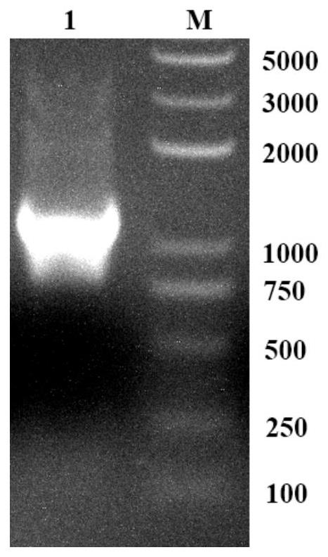 协氧蛋白FHb及其重组菌X33-pPICZαA-102C300C-FHb2和应用