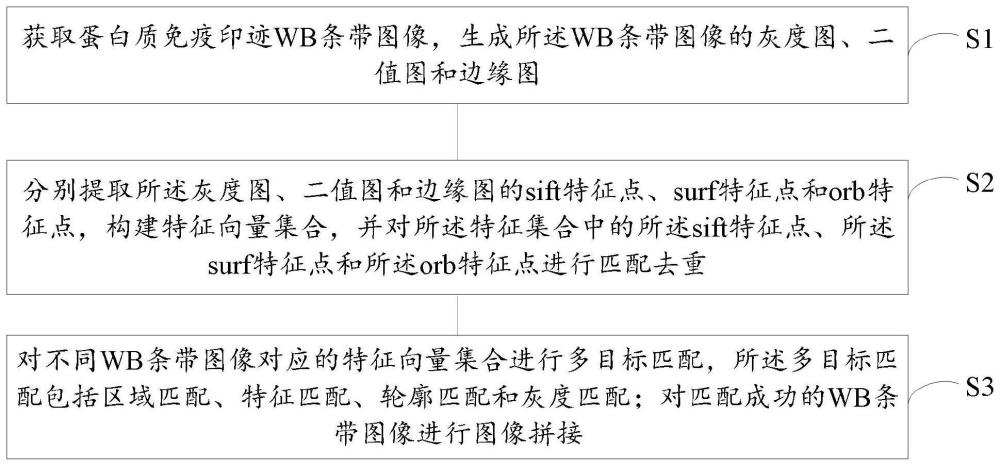 一种针对蛋白质免疫印迹条带图像的图像匹配方法及装置