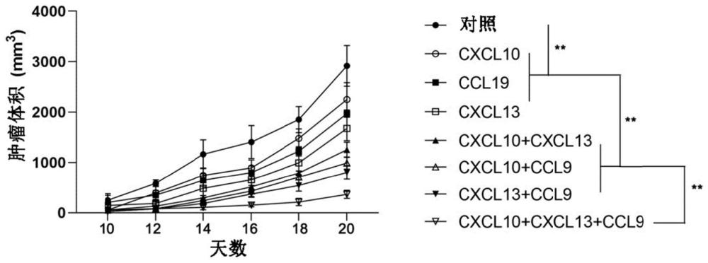 表达趋化因子CXCL10、CXCL13、CCL19的免疫细胞及其制备方法与应用