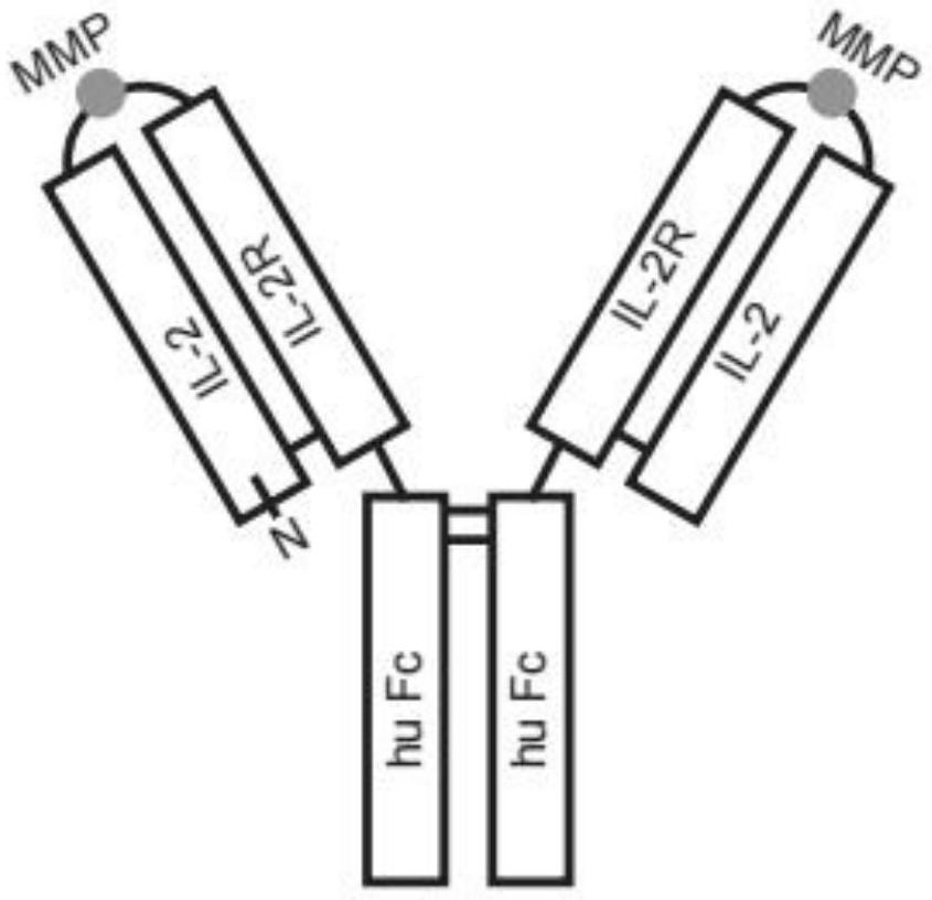 可活化IL2组合物和使用方法