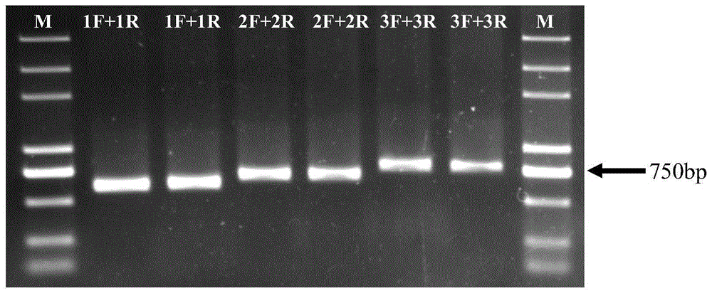 SNPs分子标记g.474011A＞G及其在湖羊分子标记辅助育种中的应用