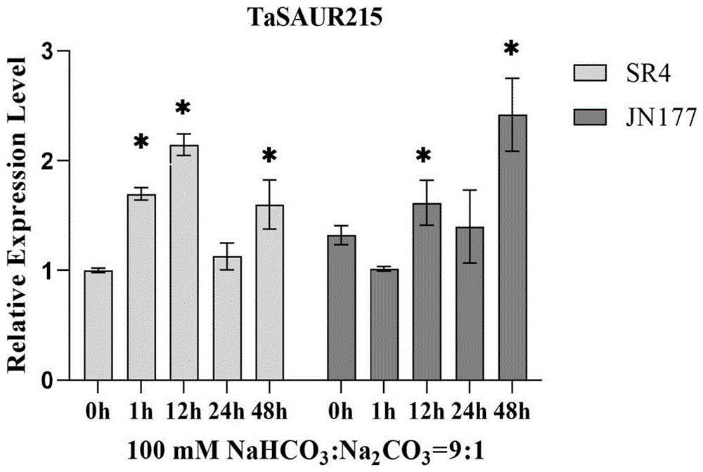小麦耐碱生长素响应蛋白基因TaSAUR215及其应用