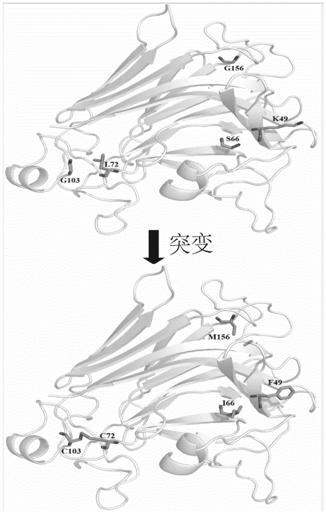 一种褐藻胶裂解酶突变体Pl7AaM及其应用