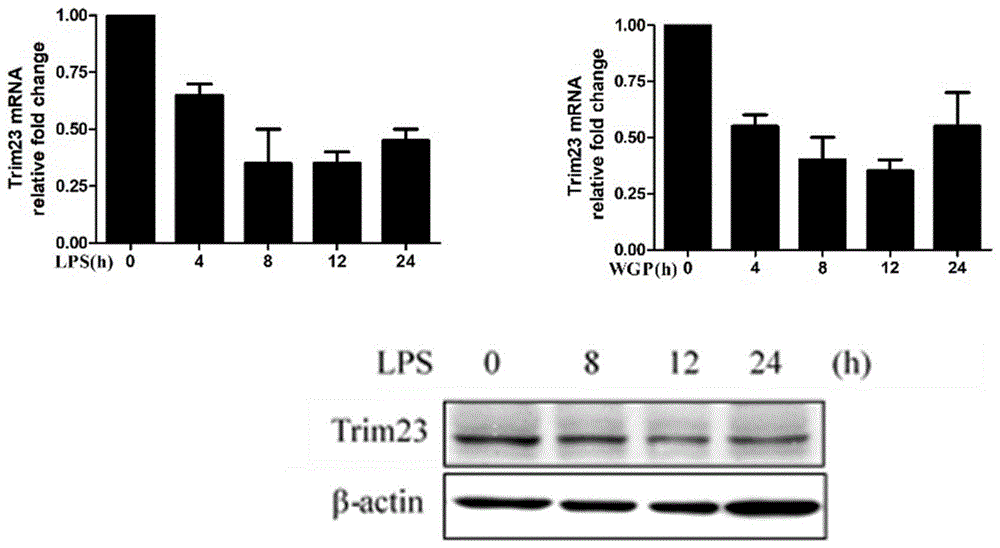 泛素连接酶Trim23在调控树突状细胞分化成熟中的应用