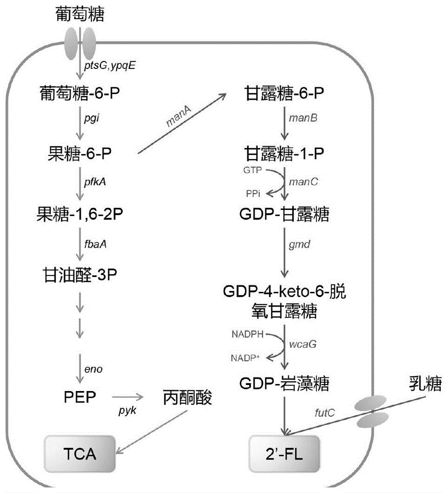 一种高效生产2’-岩藻糖基乳糖的地衣芽孢杆菌工程菌株