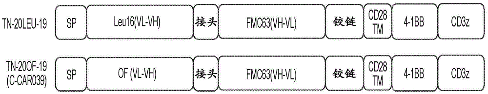 靶向CD19和CD20的联合嵌合抗原受体及其应用