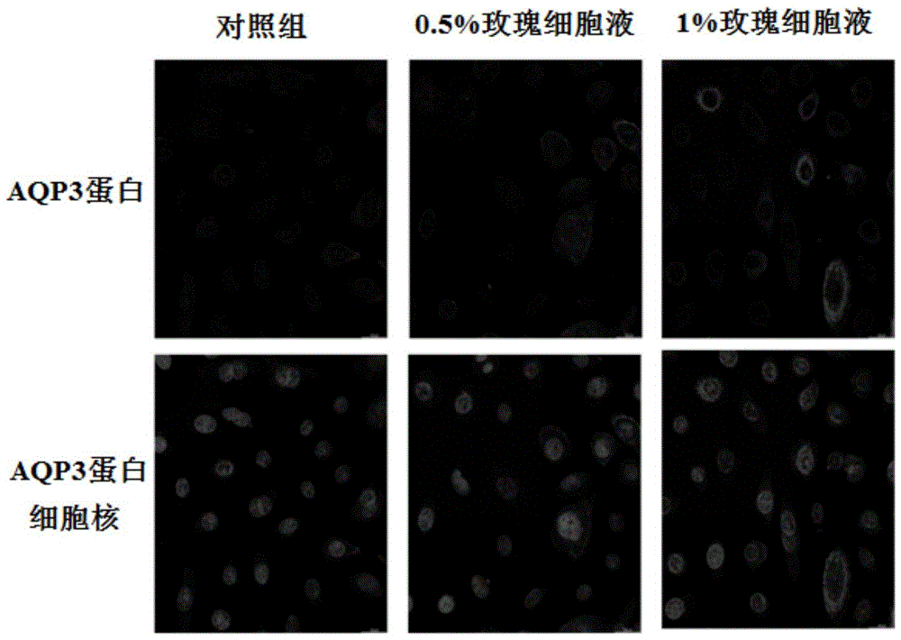 一种玫瑰细胞液及其制备方法与应用