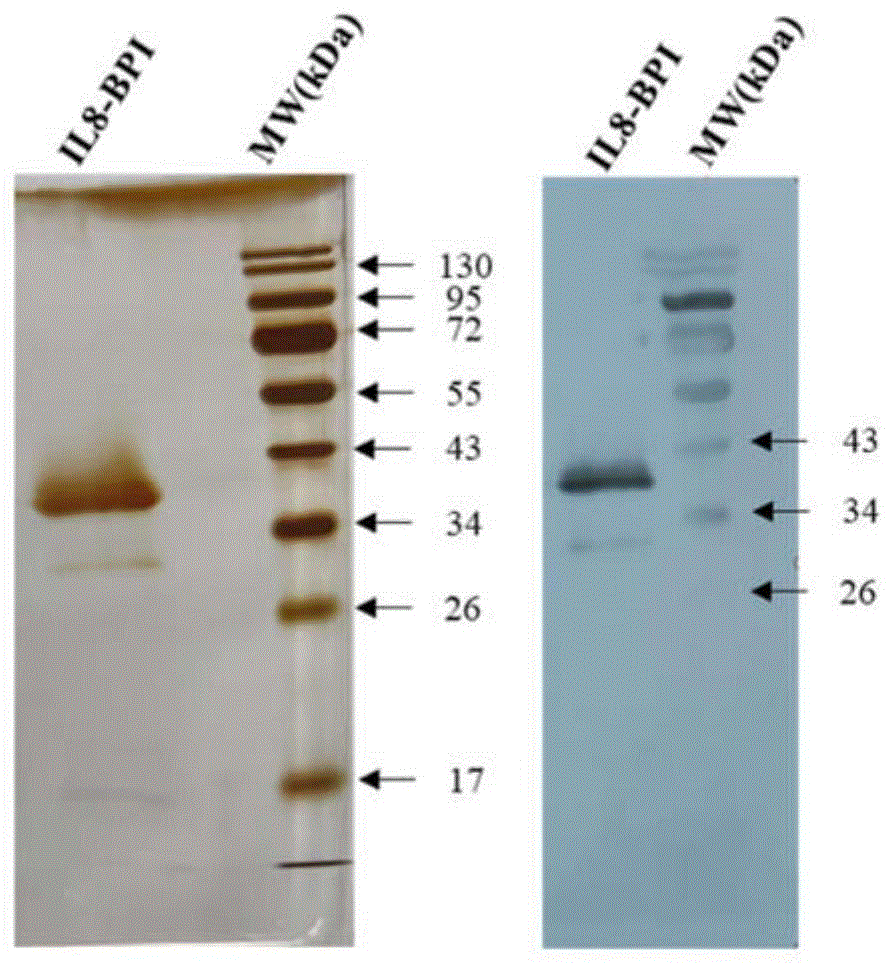IL8-BPI融合蛋白及其用途