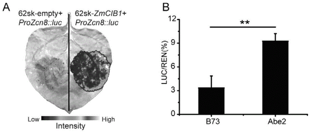 一种玉米花期调控的转录因子ZmCIB1基因及其应用
