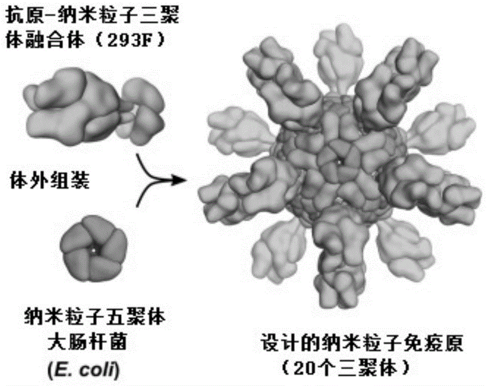 显示副粘病毒和/或肺炎病毒F蛋白的自组装蛋白纳米结构及其用途