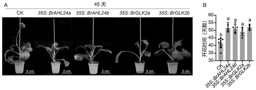白菜耐抽薹开花相关基因BrAHL24、BrGLK2及其应用