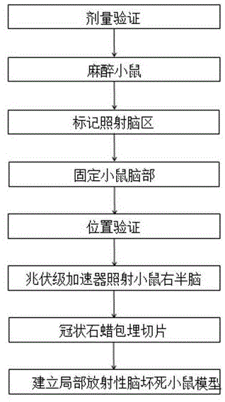 一种局部放射性脑坏死小鼠模型的建立方法