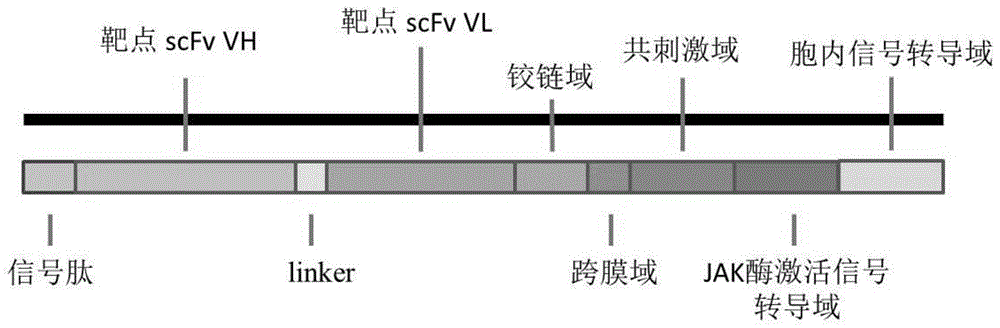 一种长效的嵌合抗原受体、载体及其构建方法和应用