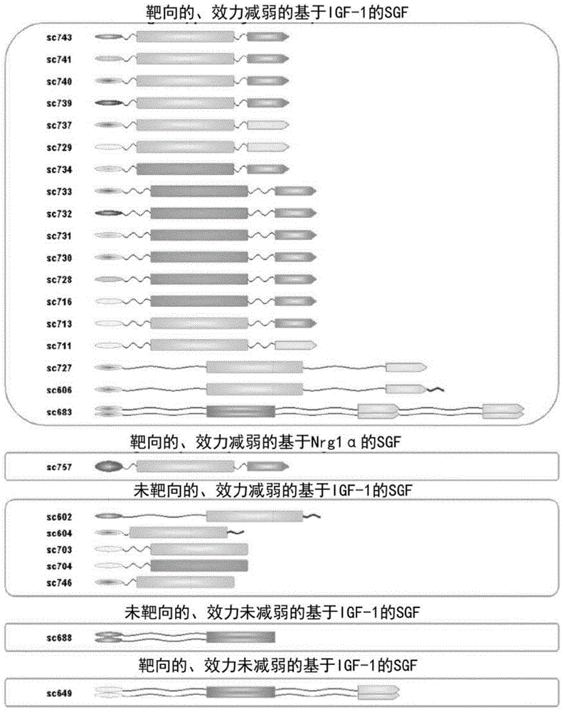 用于组织修复的双特异性治疗性蛋白质