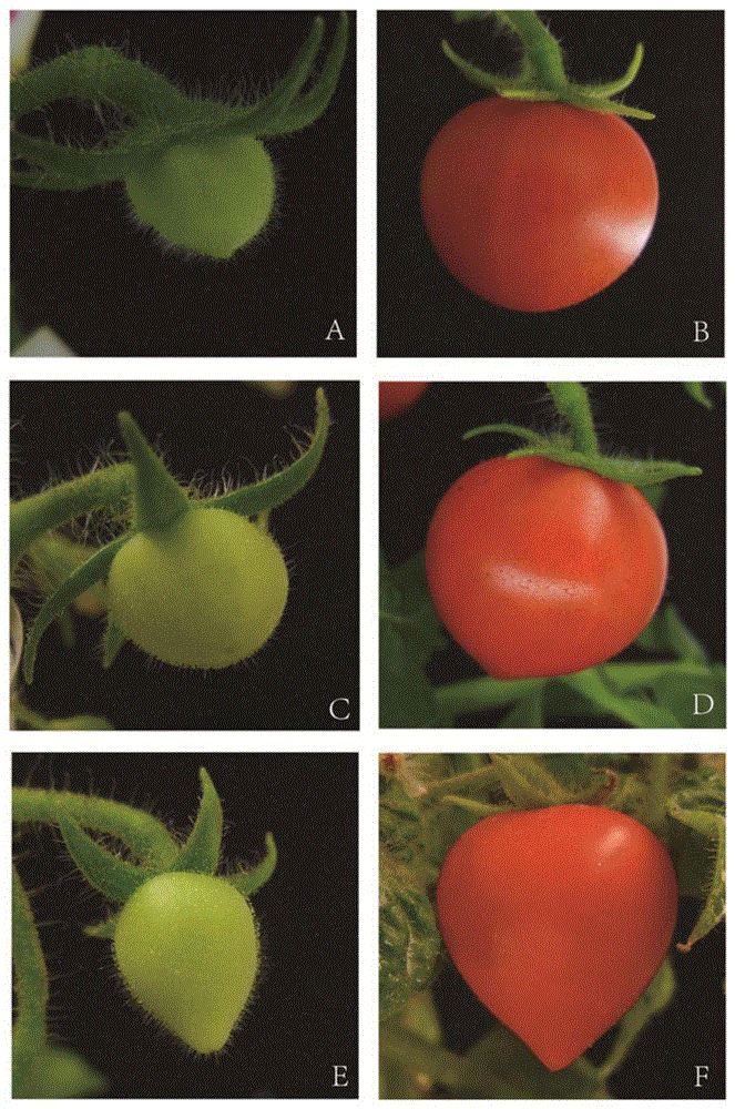 SlEIN4基因在调控番茄果实性状中的应用、载体及载体的应用