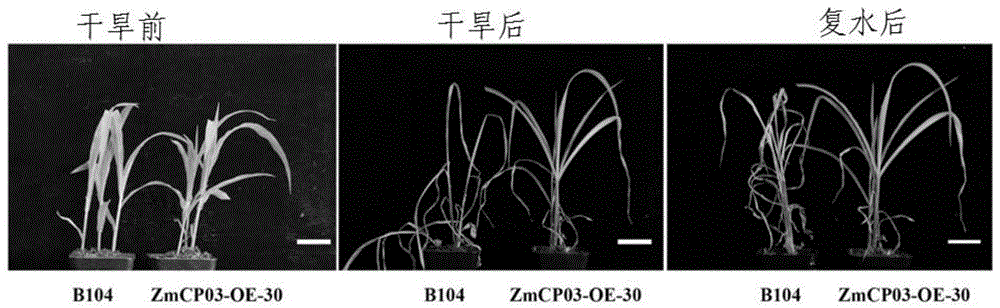 一种玉米ZmCP03基因的应用