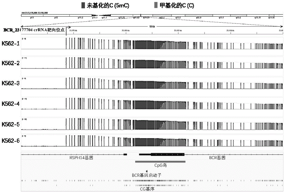 用于直接检测多个样本中BCR-ABL1融合基因启动子甲基化的试剂盒及使用方法