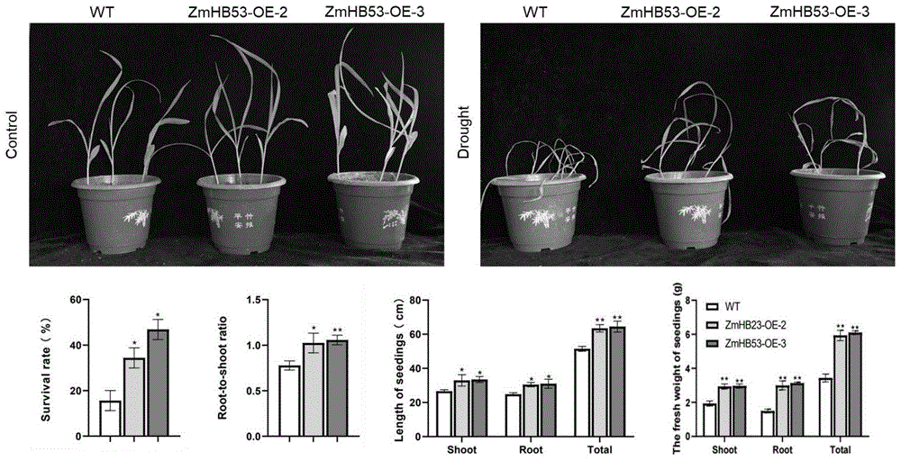 过表达玉米ZmHB53基因的表达载体和构建方法及其在提高植物耐旱性中的应用