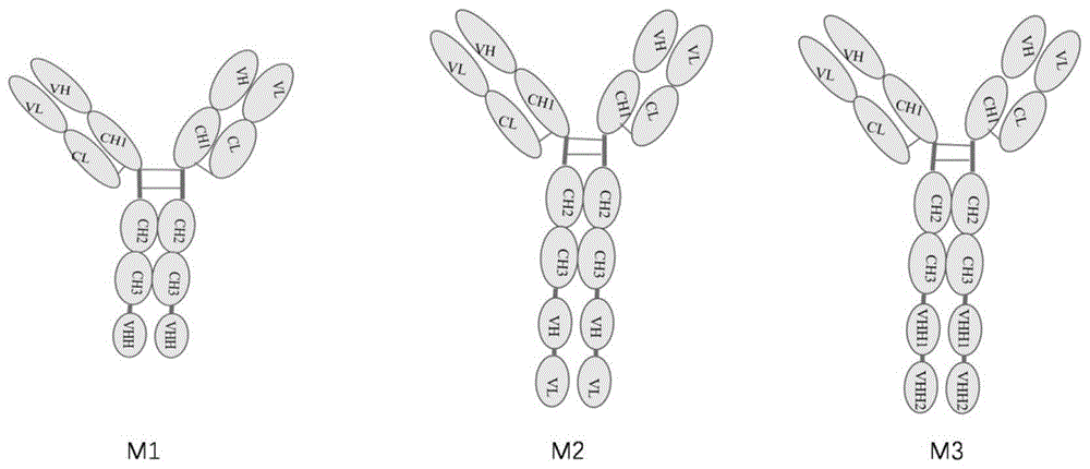 一种重组长效人CXCR4amp;PD-1双靶点抗体融合蛋白及其制备方法