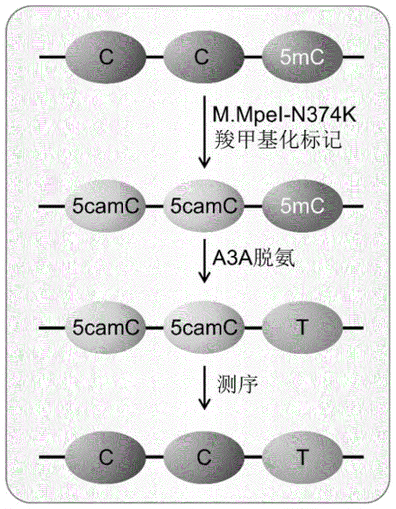 DNA甲基转移酶结合胞嘧啶脱氨酶介导的DNA中5-甲基胞嘧啶的单碱基定位分析方法