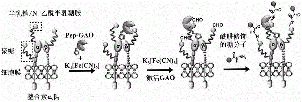 活细胞膜整合素αvβ3聚糖的原位糖链延长方法