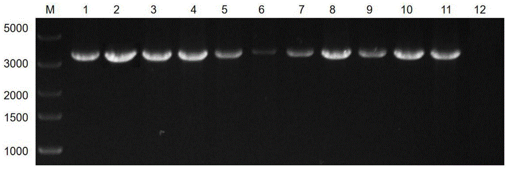 扩增犬冠状病毒E、M、N基因全序列的引物对及其应用