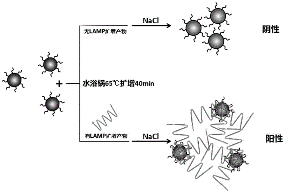 基于纳米金的等温扩增检测结核分枝杆菌的引物探针组、试剂盒、方法及应用