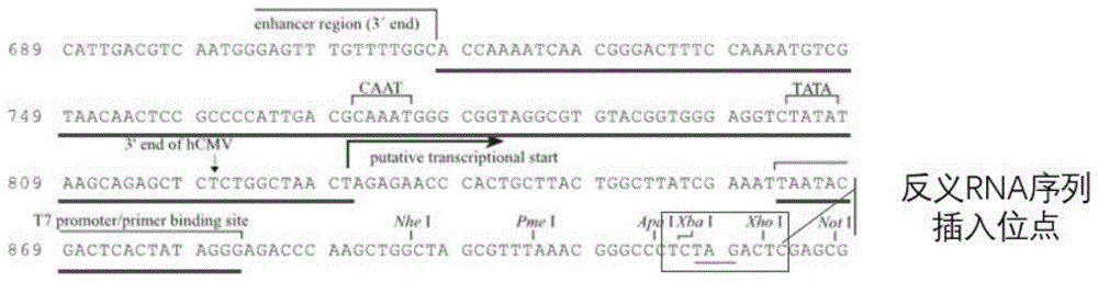一种抑制CyHV-2病毒增殖的反义RNA组、重组载体和纳米粒递送系统及应用