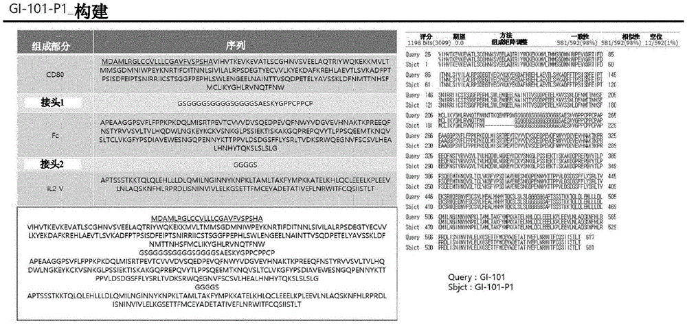 包含IL-2蛋白和CD80蛋白片段或其变体的融合蛋白及其用途