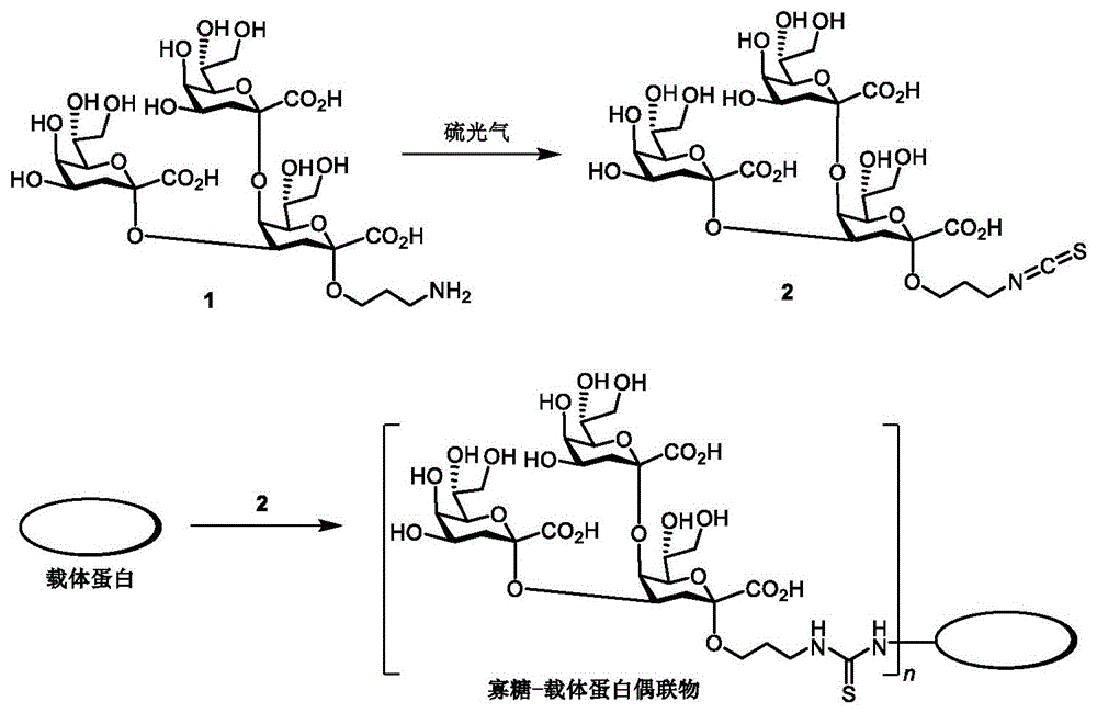 鲍曼不动杆菌核心寡糖-蛋白偶联物及其制备方法与应用