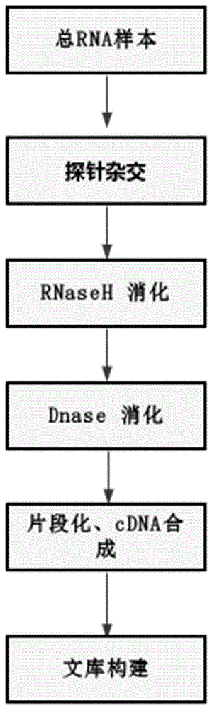 一种去除rRNA的探针组合物、建库试剂盒和建库方法