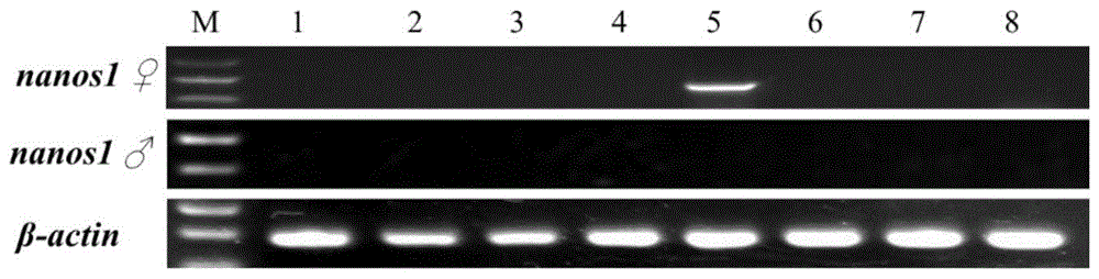 一种用于罗氏沼虾nanos1基因分析的引物组及方法