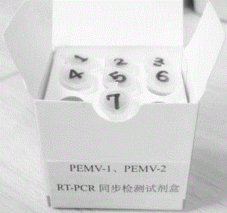 一种PEMV-1和PEMV-2的RT-PCR同步检测试剂盒及检测方法