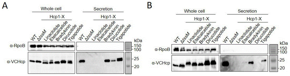 细菌T6SS核心组分Hcp作为药物递送载体的构建方法