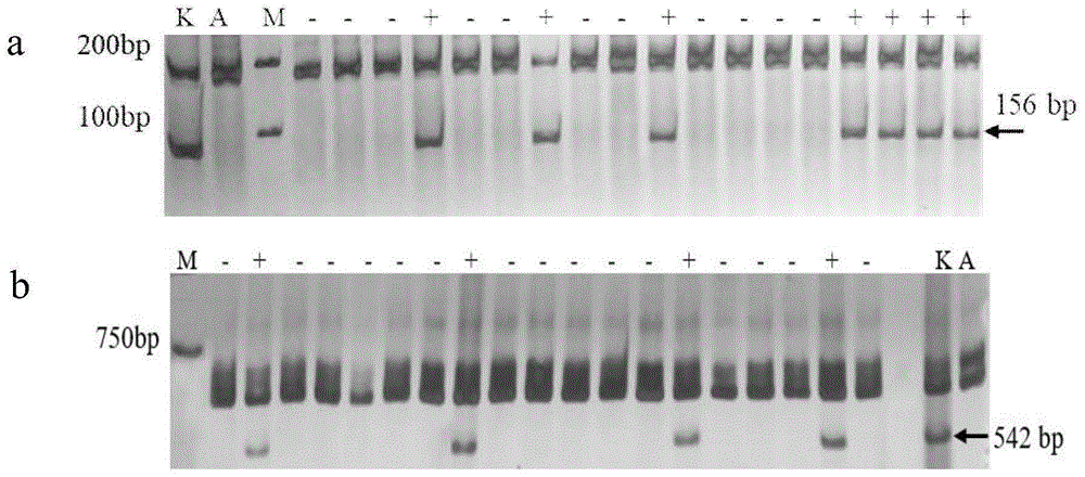 抗赤霉病小麦-纤毛鹅观草二体异附加系DA3Sc及其选育方法、分子标记和用途