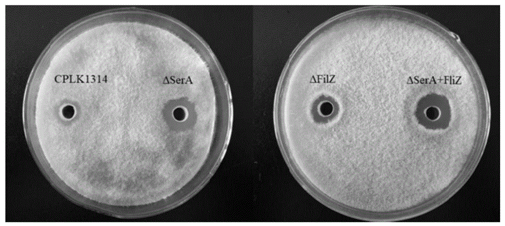 SerA和/或FliZ在调控杆菌霉素L产量中的应用以及构建的基因工程菌
