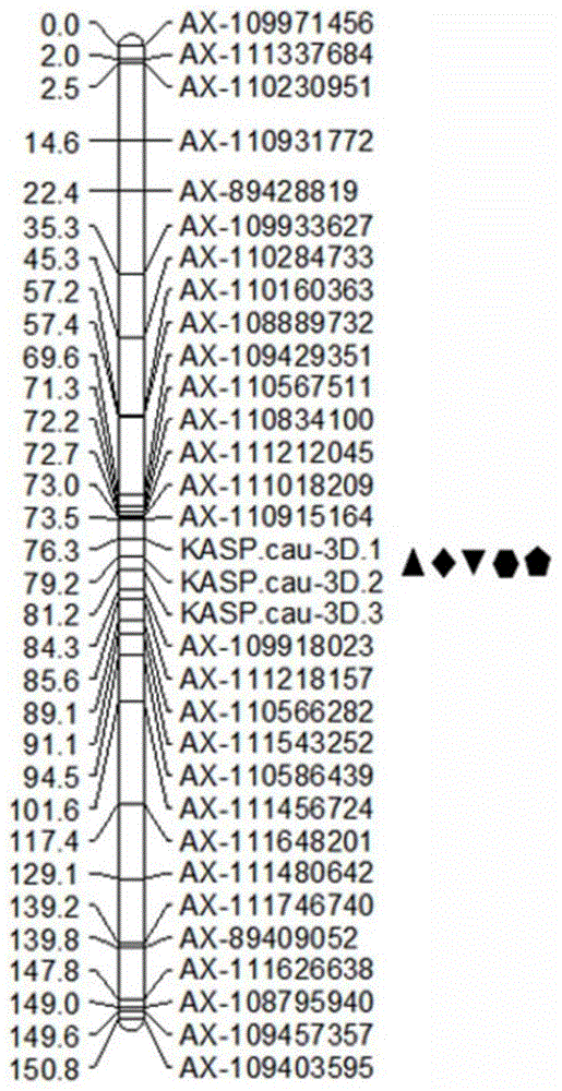 小麦千粒重主效QTL的KASP分子标记及其应用