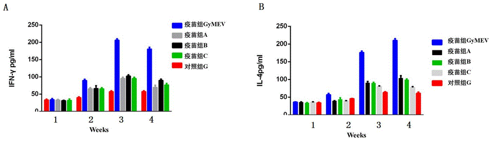 单链环状DNA病毒GyH1重组多表位腺病毒载体疫苗及其应用