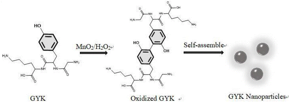 一种多肽自组装GYK纳米粒子的制备方法及其检测谷胱甘肽和细胞内谷胱甘肽成像的用途