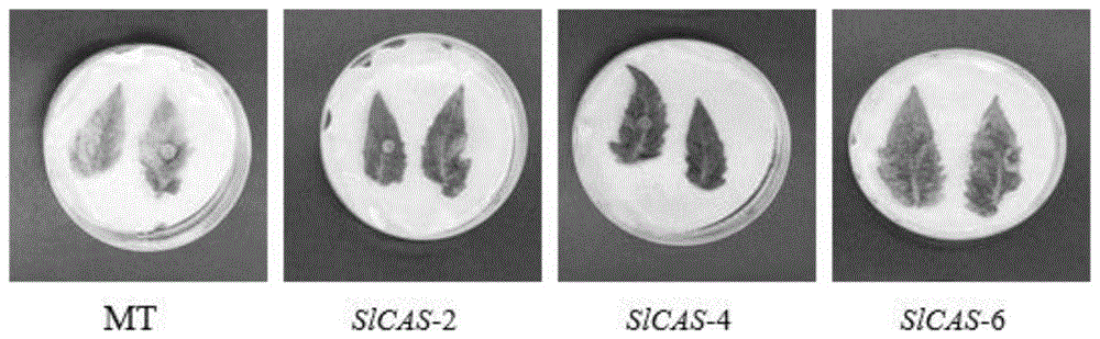 SlCAS基因及其所编码的蛋白质在调控番茄抗灰霉病中的应用