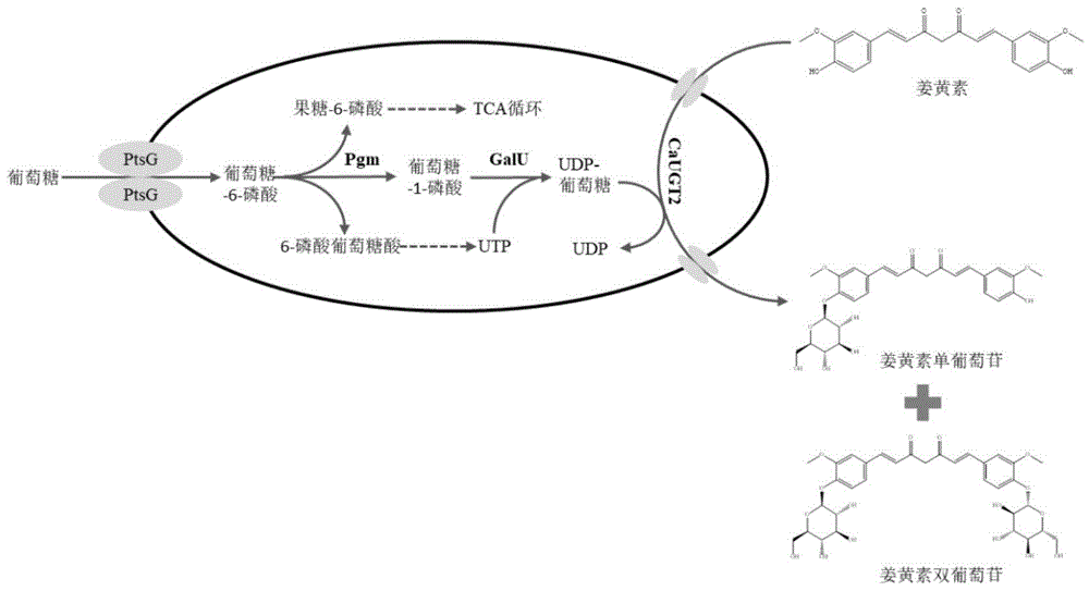 一种合成姜黄素葡萄糖苷的基因工程菌构建及其应用