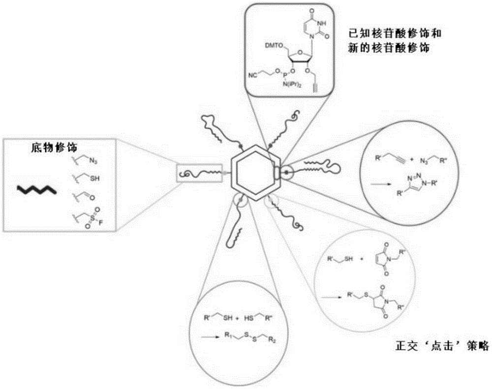 包含具有模块化官能团的核酸纳米颗粒的组合物