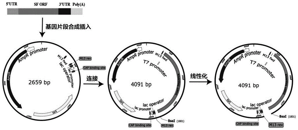 一种用于乙型肝炎病毒治疗性mRNA疫苗及其制备方法与应用