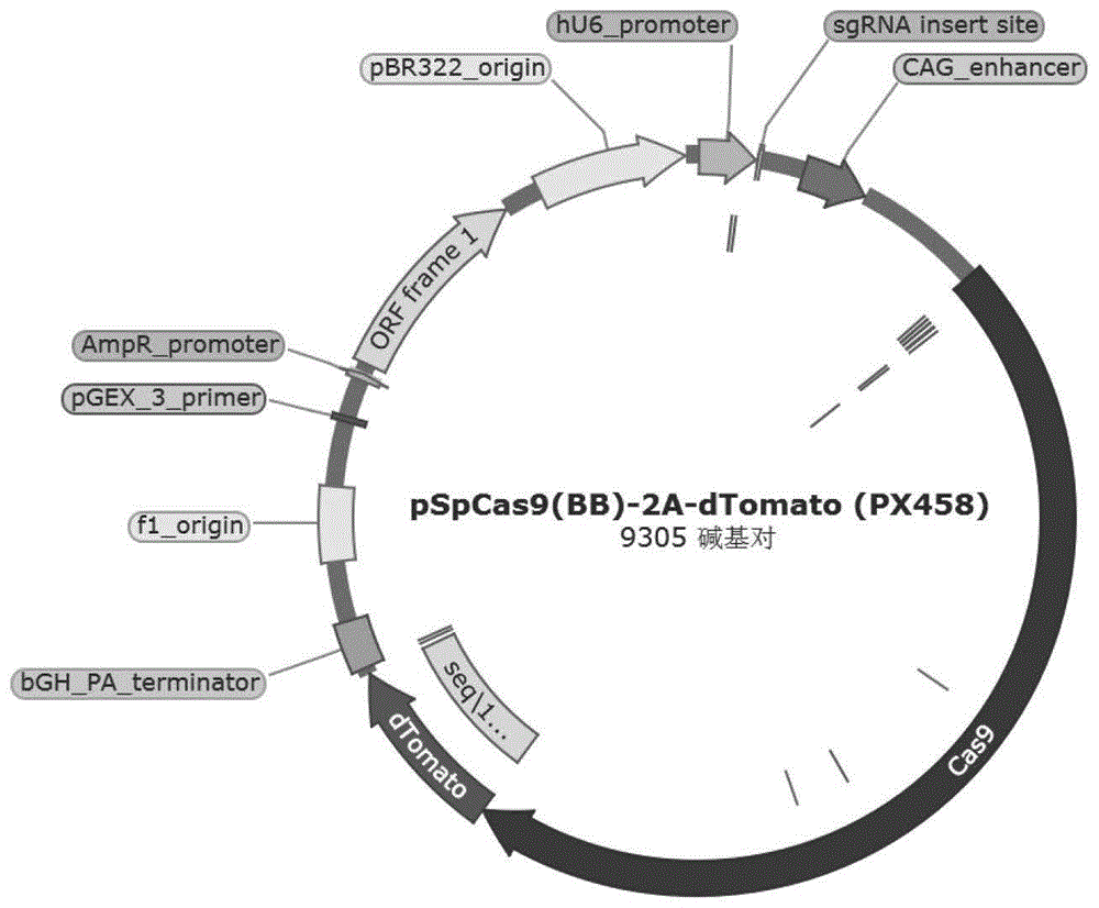 一种基于食蟹猴APOBEC3A及其突变体的胞嘧啶碱基编辑器