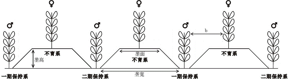 一种提高夏大豆细胞质雄性不育系异交率的方法