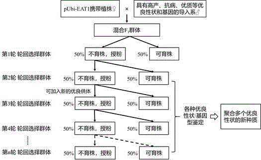 基于EAT1基因构建水稻显性核不育材料的方法及其应用