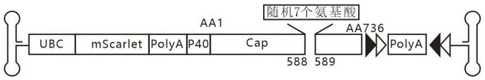 一种高效感染HT-22细胞的腺相关病毒突变体