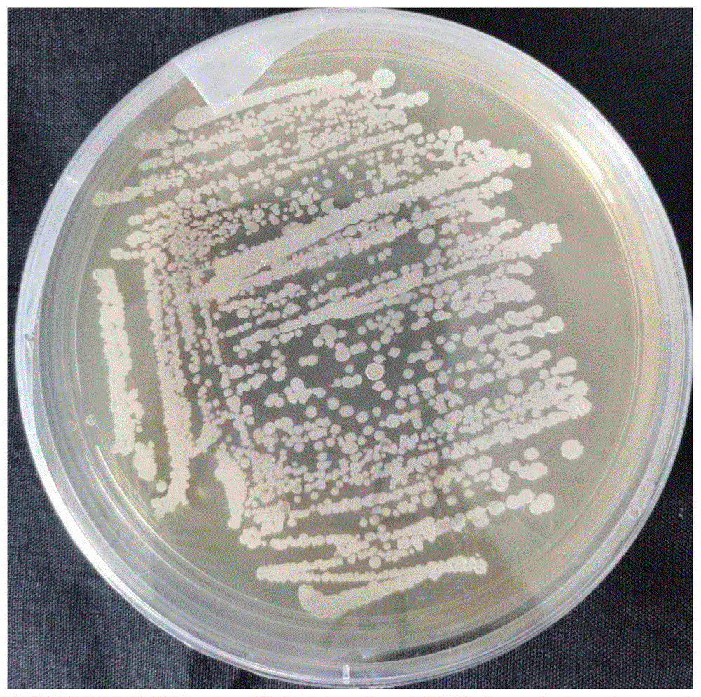 一种解淀粉芽孢杆菌NTNK-3及其应用