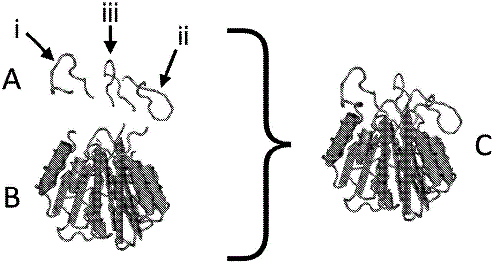 蛋白质支架